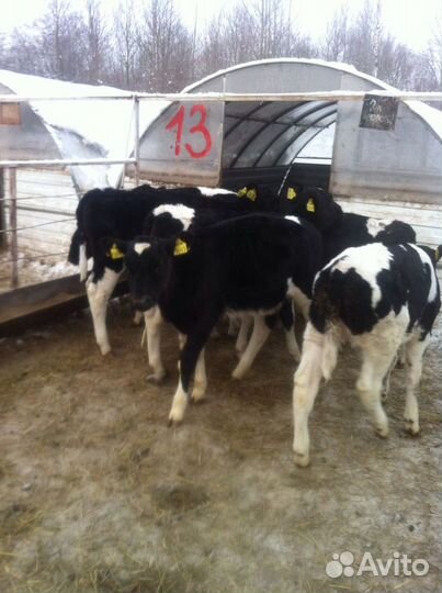 Телята бычки на доращивание