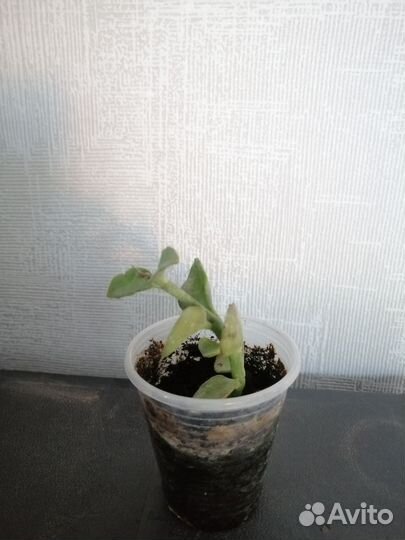 Церопегия сандерсона