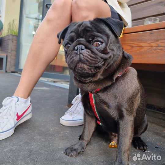 Мопс вязка мальчик