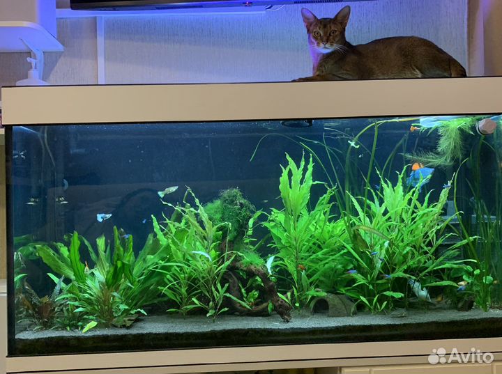 Обслуживание аквариумов