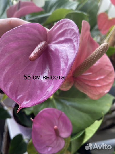 Антуриум кавалли