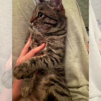 Взрослый кот в добрые руки