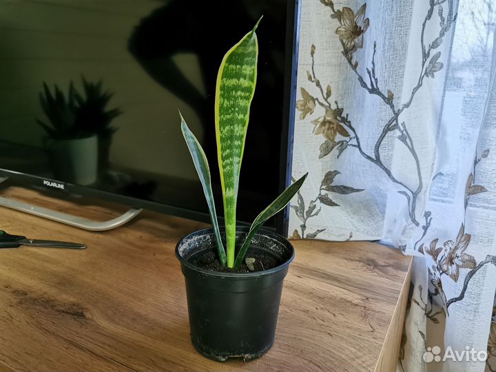 Сансевиерия