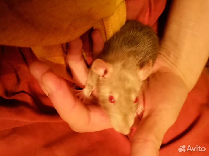 Крыски с клеткой