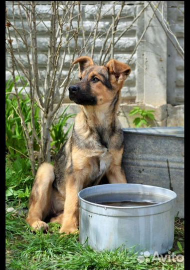 Щенки бесплатно