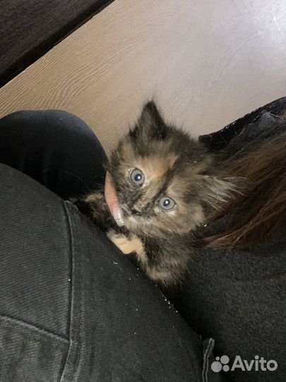 Крысыловы, от кошки крысыловки