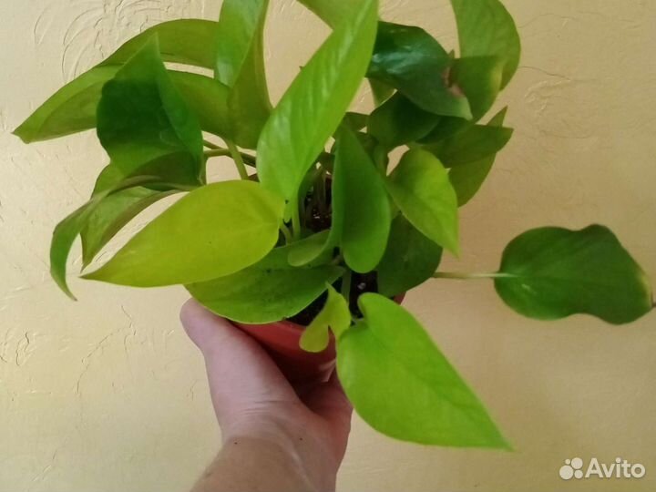 Эпипремнум