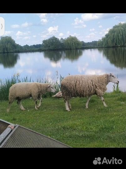 Овцы Бараны ягнята южная мясная тексель