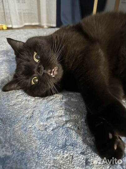 Декабрист цветок