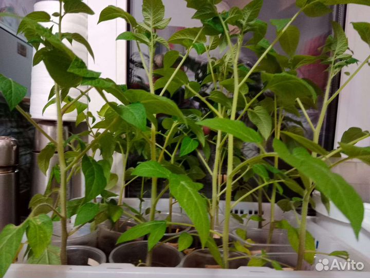 Рассада помидор