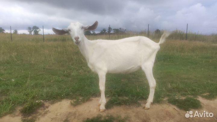 Козочки дойные