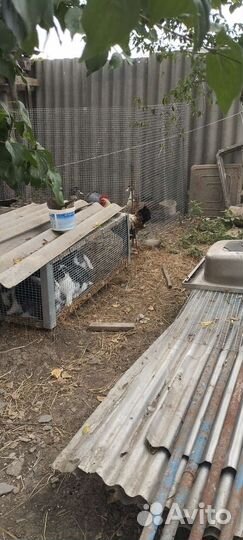 Молодые петушки