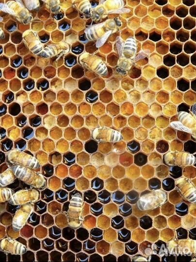 Пчёлы «карпатка»