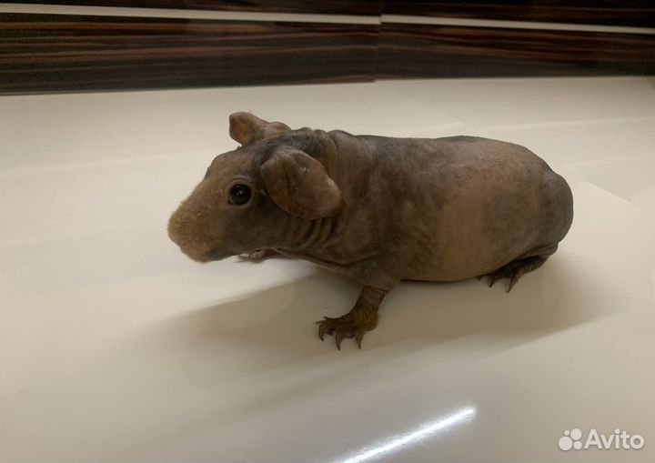 Морские свинки скинни - нарядная милашка