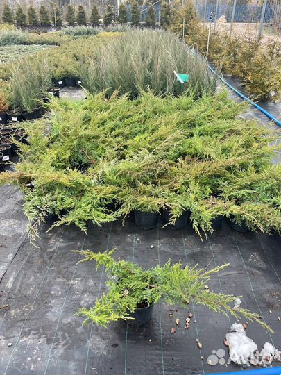 Можжевельник Минт Джулеп