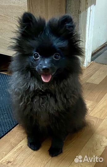 Померанский шпиц