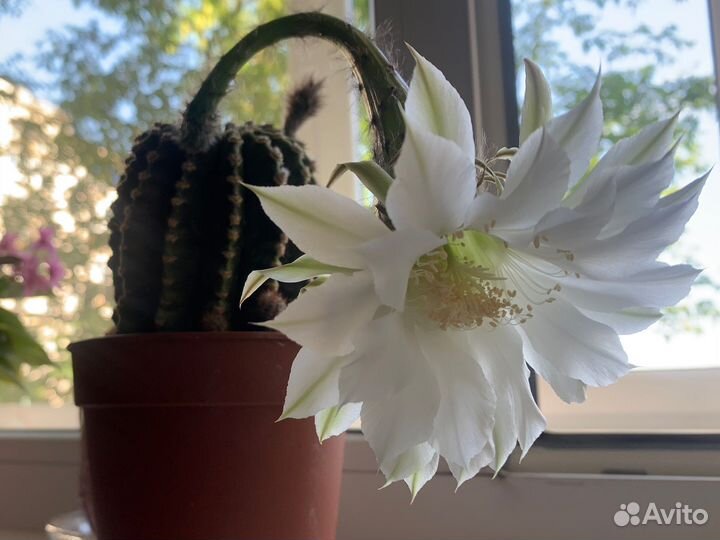 Кактус цветущий