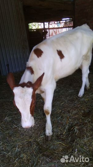 Телочка айширская