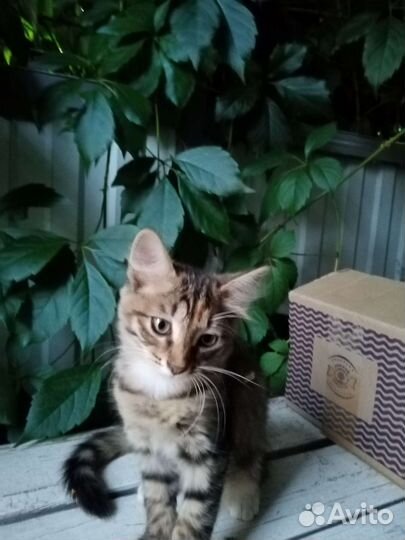 Котята бесплатно