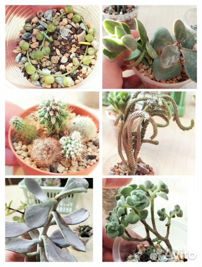 Суккуленты