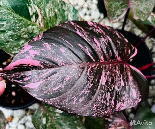 Филодендрон Пинк Принцесс Гэлакси
