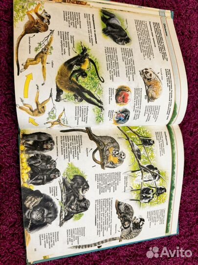 Энциклопедия