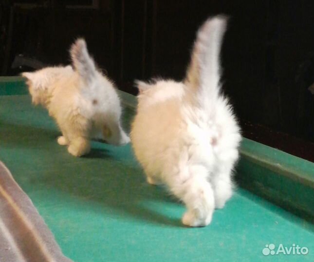 Рэгдолл разного возраста от Чемпионов