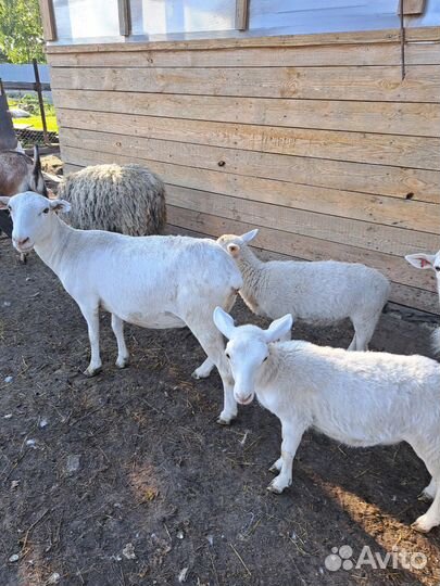 Катумские ярочки