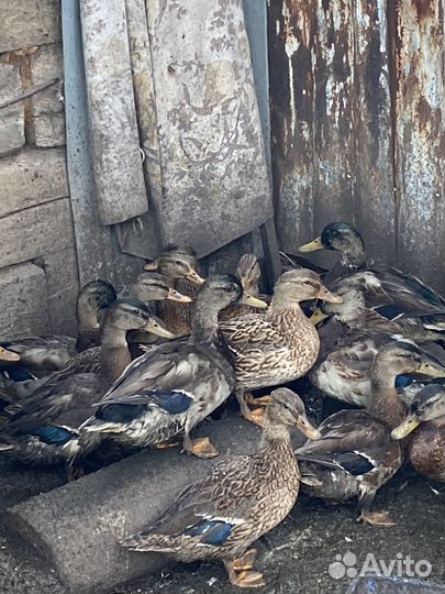 Утки подсадные для охоты