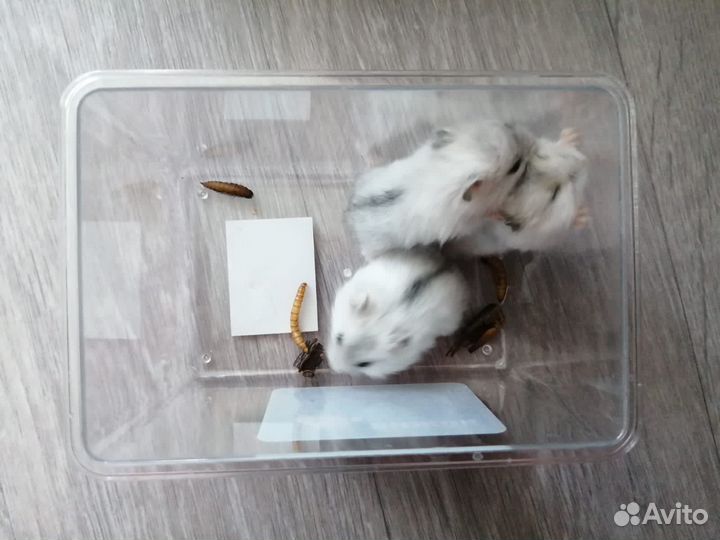 Джунгарский хомяк