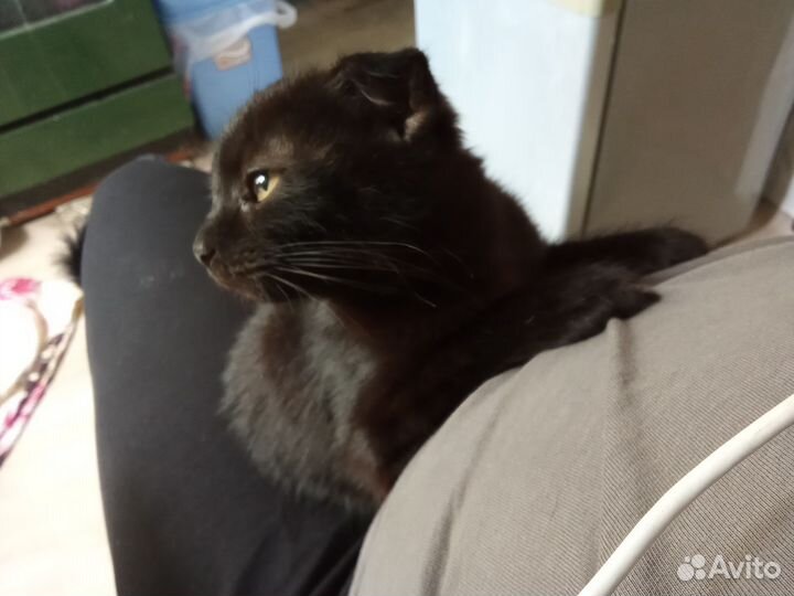Вислоухий котёнок