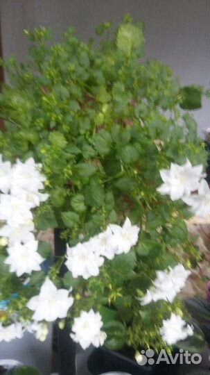 Компанула (невеста)