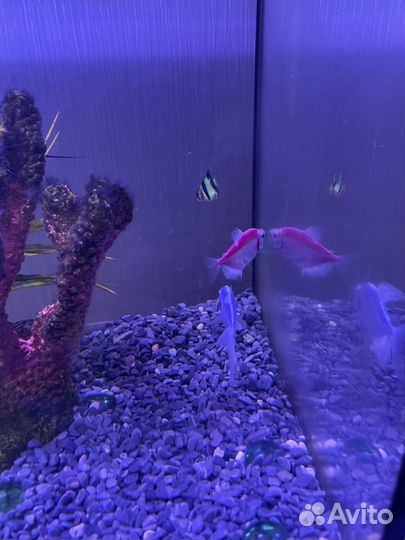 Аквариум с рыбками