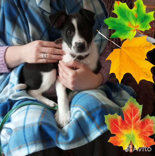 Активный щенок Майло