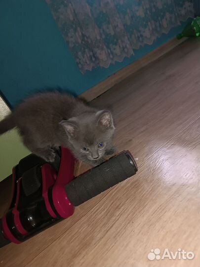 Котята майкун