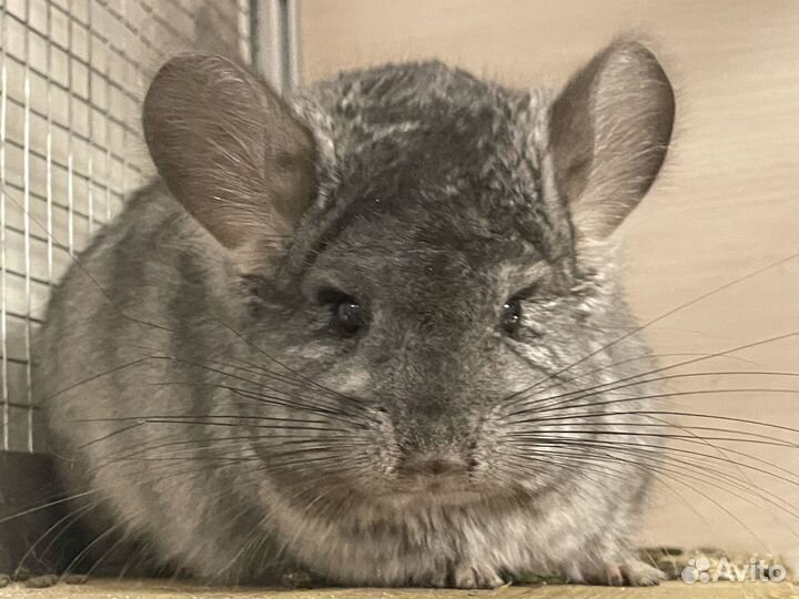 Шиншилла ангора эбони светлый самец