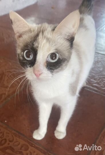 Кошка