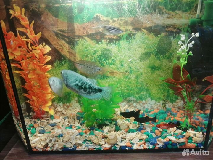 Украшение для аквариума