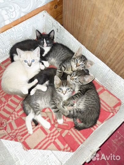 Отдадим котят