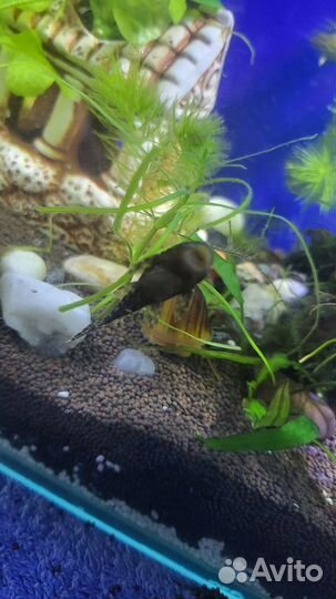 Сом анциструс обыкновенный, платиновые попугаи