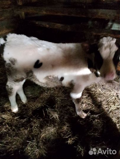 Продам Бычков