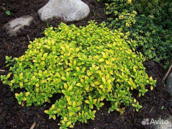 Тимьян шаровидный, почвопокровный,лимонный зкс