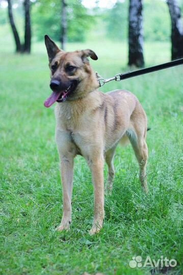 Собака из приюта в добрые руки