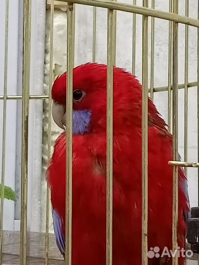 Попугай Розелла