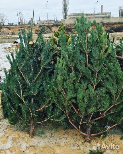 Новогодние сосны оптом