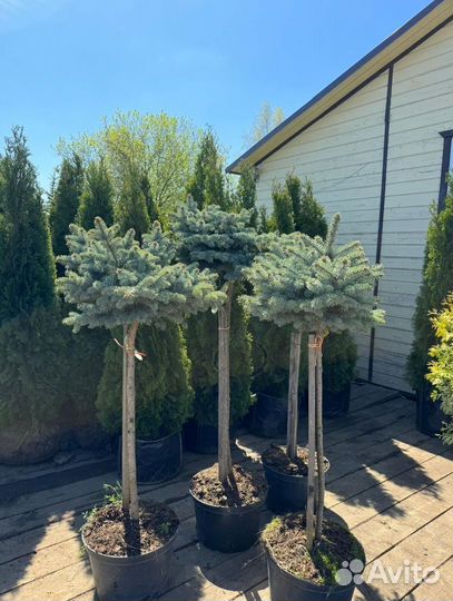 Ель голубая на штамбе