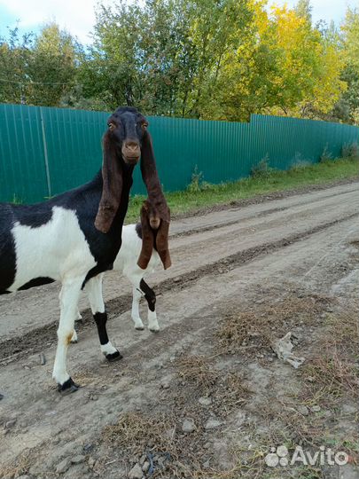 Козы камори