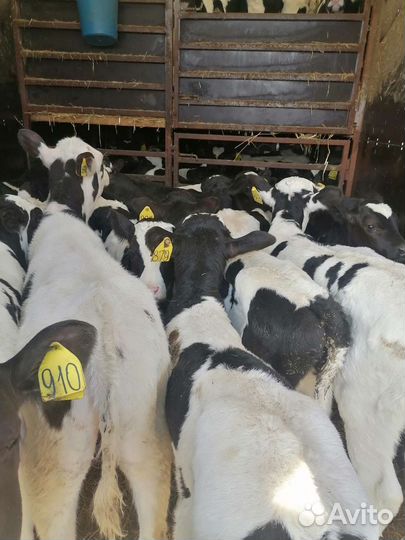 Бычки телки