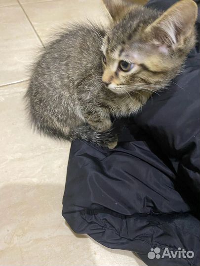 Котята в добрые руки бесплатно