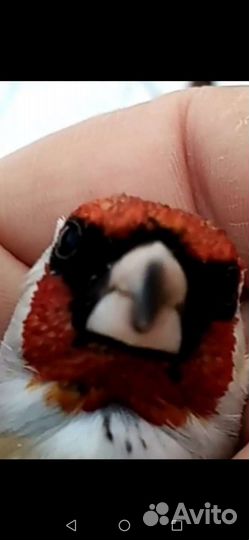 Певчие птицы